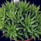 Haworthia variegata BB38.1 (available 8.5cm and 10.5cm Ø)